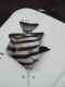 ���������λ�