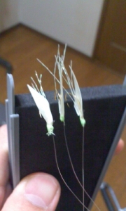 自作サビキ
