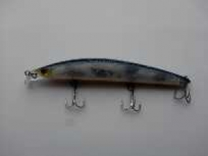 Shore Line Shiner R50+ SSR