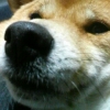ʲ