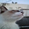 Ȥ椦