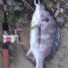 bait.mania.