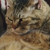 ᤵ