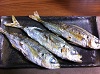 たにやん